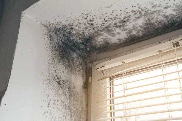 Affordable Black Mold Remediation solutions in Front Royal, VA
