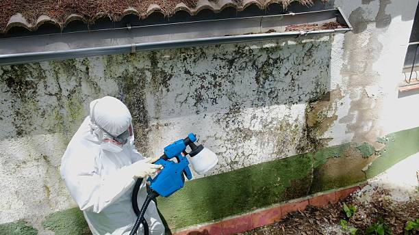 Top rated local Black Mold Remediation specialists in Front Royal, VA